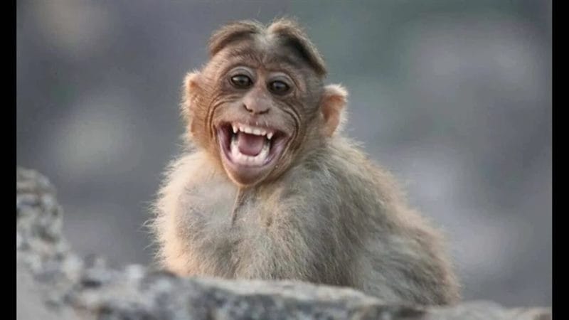 75 смешных и просто прикольных фото обезьян #4