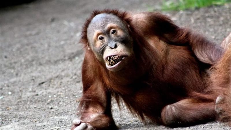 75 смешных и просто прикольных фото обезьян #3