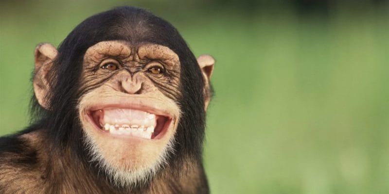 75 смешных и просто прикольных фото обезьян #48