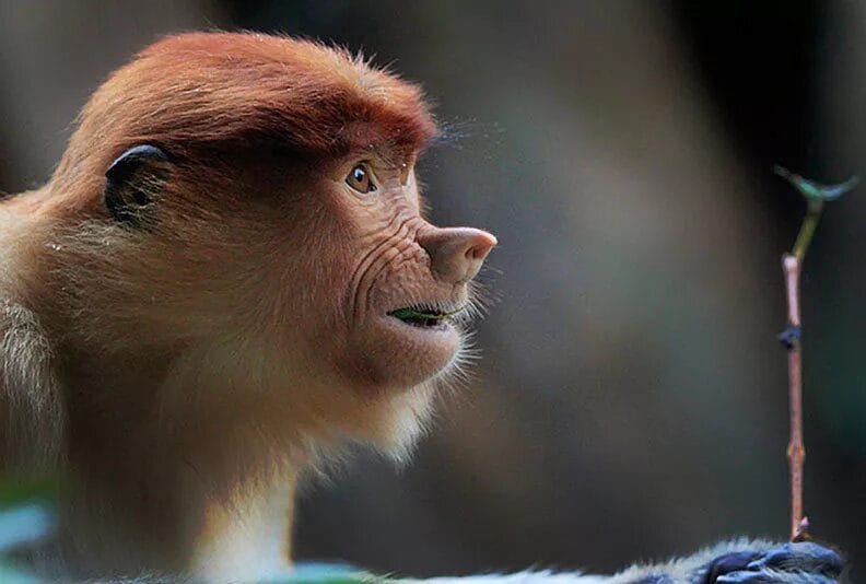 75 смешных и просто прикольных фото обезьян #51
