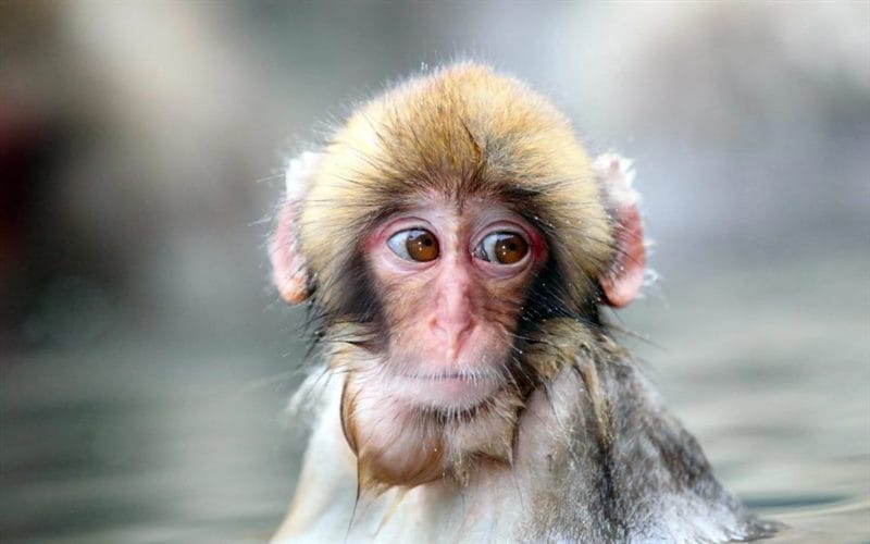 75 смешных и просто прикольных фото обезьян #47
