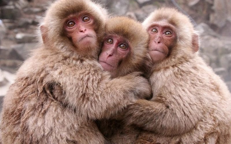 75 смешных и просто прикольных фото обезьян #10