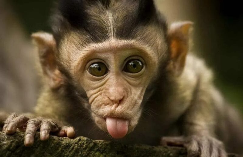 75 смешных и просто прикольных фото обезьян #49