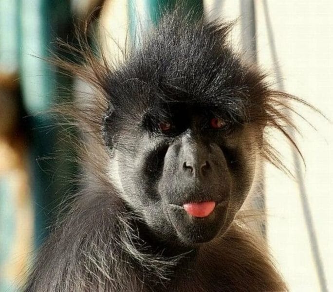 75 смешных и просто прикольных фото обезьян #70