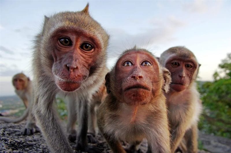 75 смешных и просто прикольных фото обезьян #69