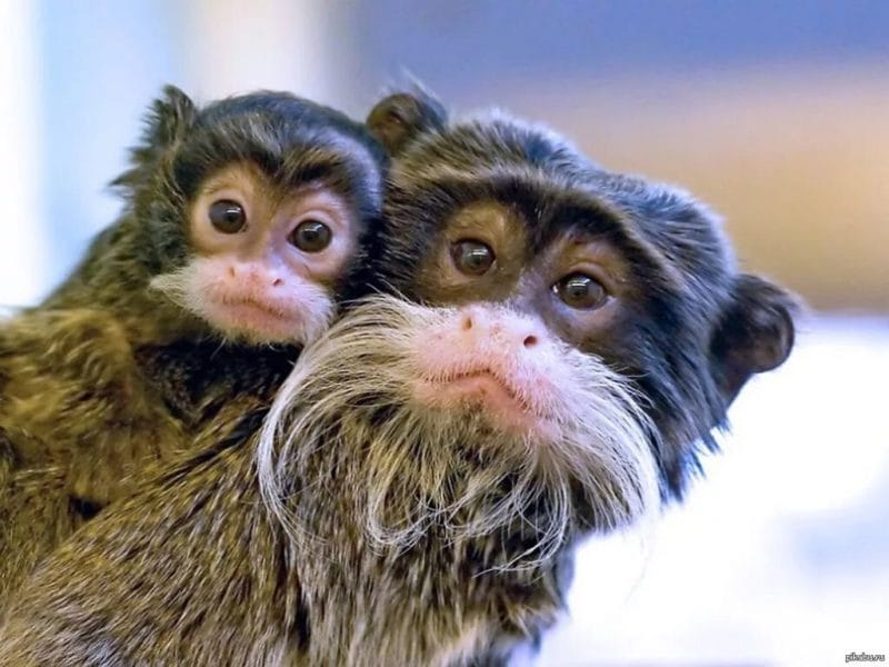75 смешных и просто прикольных фото обезьян #11