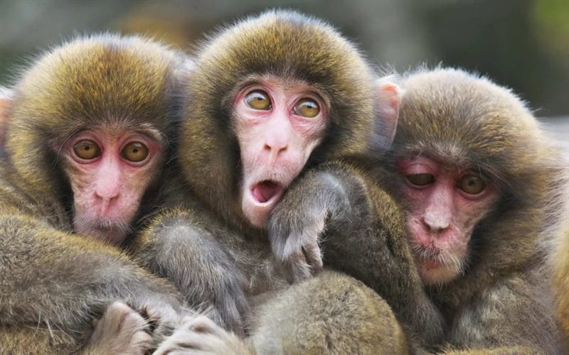 75 смешных и просто прикольных фото обезьян #68