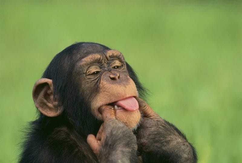 75 смешных и просто прикольных фото обезьян #14