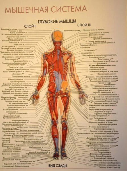 Анатомия человека в 40 картинках: внутренние органы #13