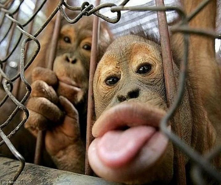 75 смешных и просто прикольных фото обезьян #65
