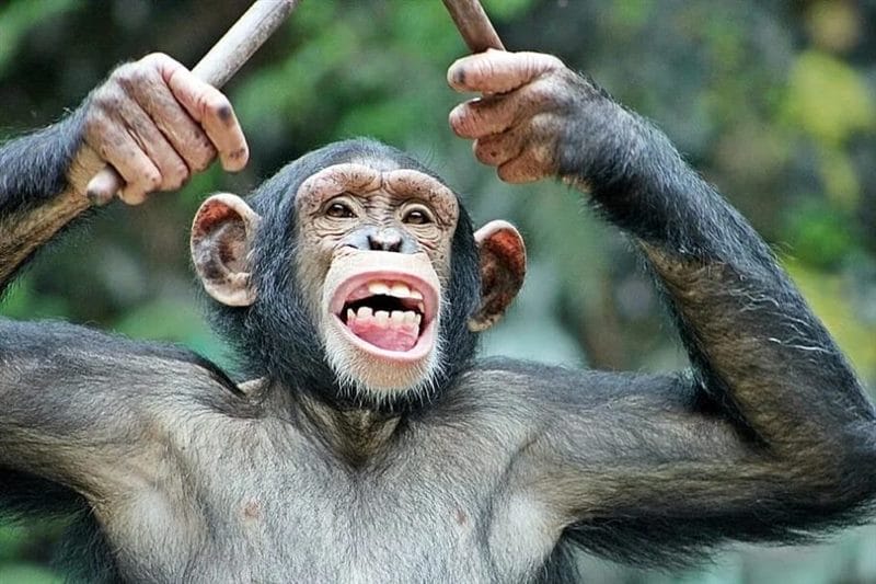 75 смешных и просто прикольных фото обезьян #16