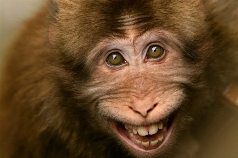 75 смешных и просто прикольных фото обезьян #20