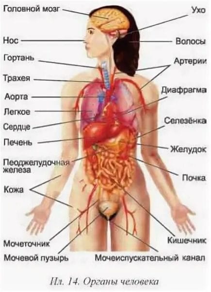Анатомия человека в 40 картинках: внутренние органы #33