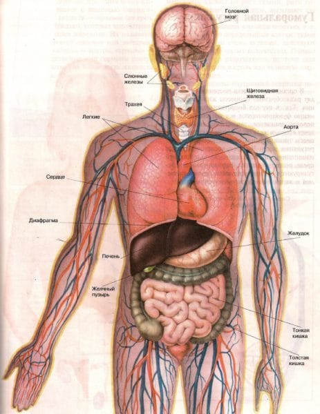Анатомия человека в 40 картинках: внутренние органы #4