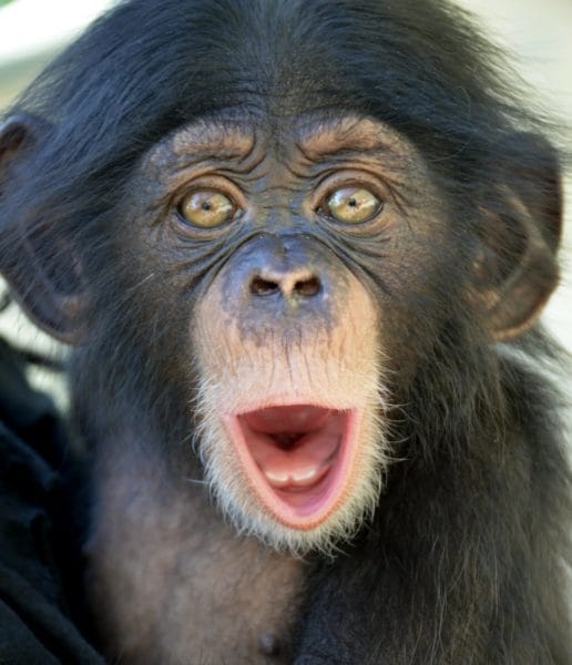 75 смешных и просто прикольных фото обезьян #21