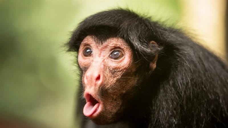 75 смешных и просто прикольных фото обезьян #25