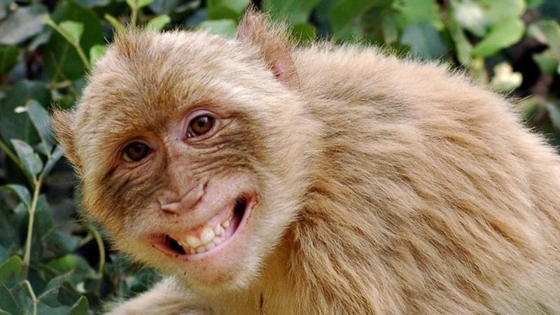 75 смешных и просто прикольных фото обезьян #23