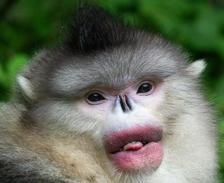 75 смешных и просто прикольных фото обезьян #37