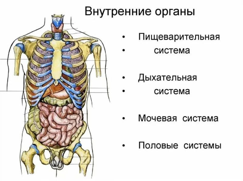 Анатомия человека в 40 картинках: внутренние органы #21