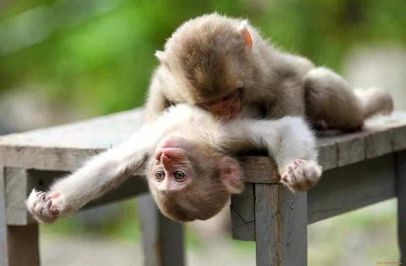 75 смешных и просто прикольных фото обезьян #30