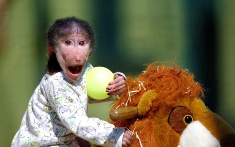75 смешных и просто прикольных фото обезьян #29