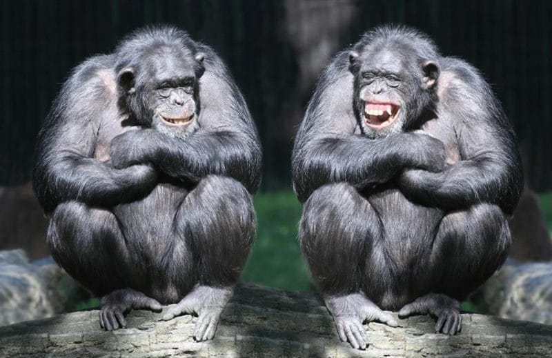 75 смешных и просто прикольных фото обезьян #27
