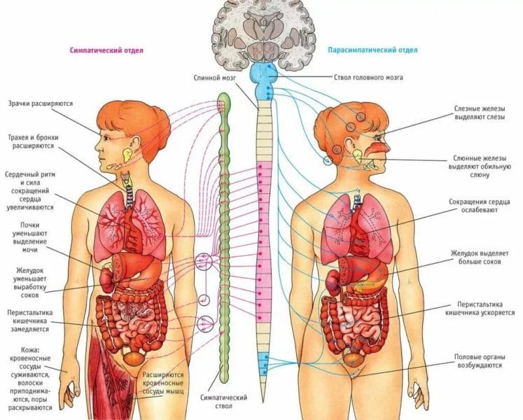 Анатомия человека в 40 картинках: внутренние органы #19