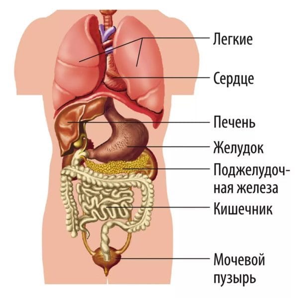 Анатомия человека в 40 картинках: внутренние органы #17