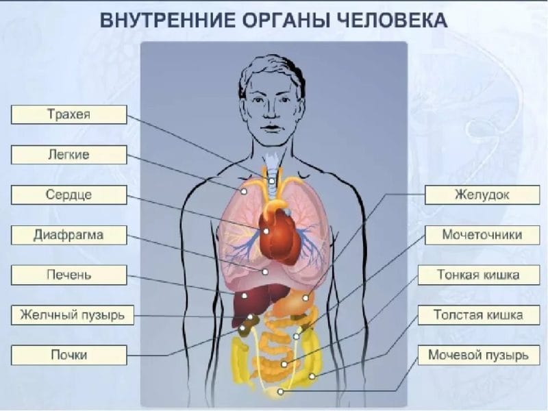 Анатомия человека в 40 картинках: внутренние органы #35