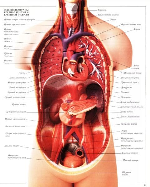 Анатомия человека в 40 картинках: внутренние органы #2