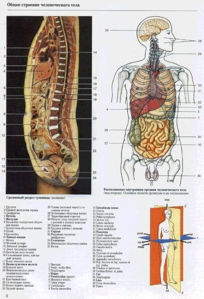 Анатомия человека в 40 картинках: внутренние органы #3