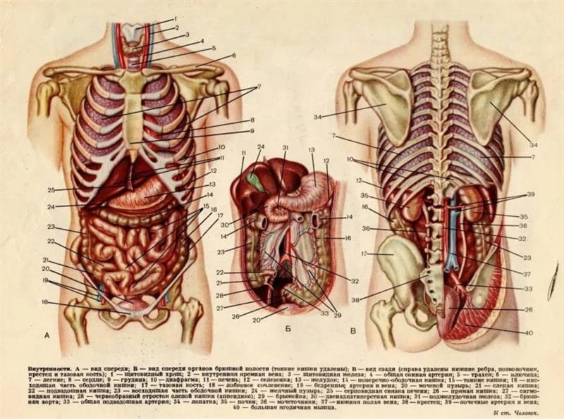 Анатомия человека в 40 картинках: внутренние органы #11