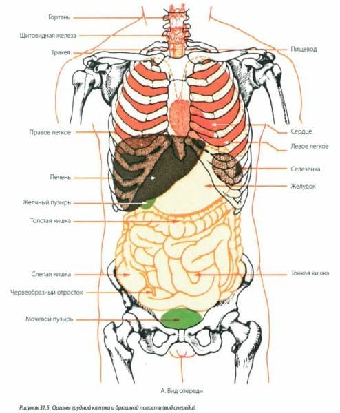 Анатомия человека в 40 картинках: внутренние органы #15