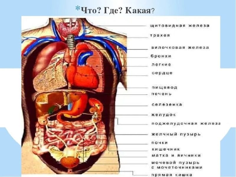 Анатомия человека в 40 картинках: внутренние органы #37