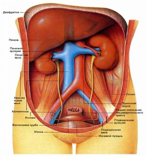 Анатомия человека в 40 картинках: внутренние органы #16
