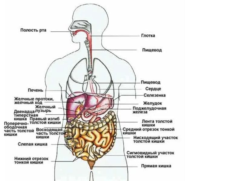 Анатомия человека в 40 картинках: внутренние органы #36