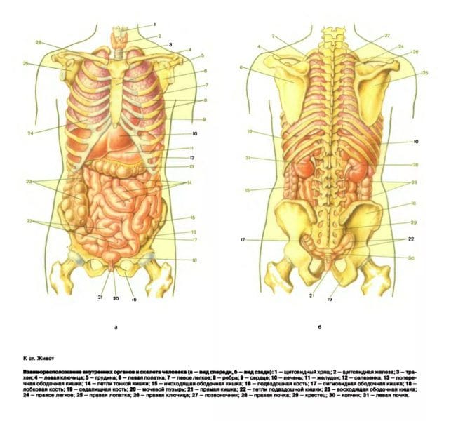 Анатомия человека в 40 картинках: внутренние органы #1