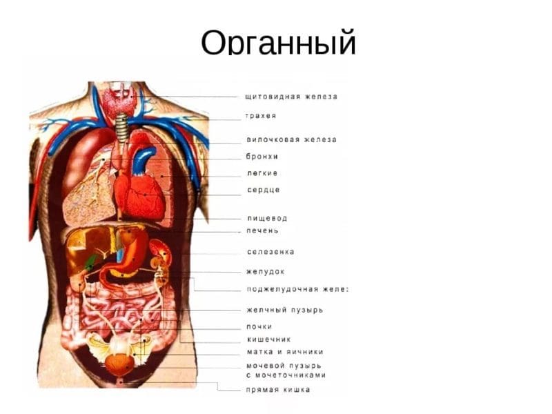 Анатомия человека в 40 картинках: внутренние органы #29
