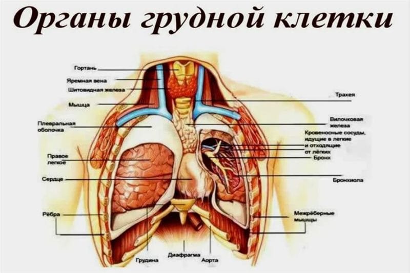 Анатомия человека в 40 картинках: внутренние органы #27
