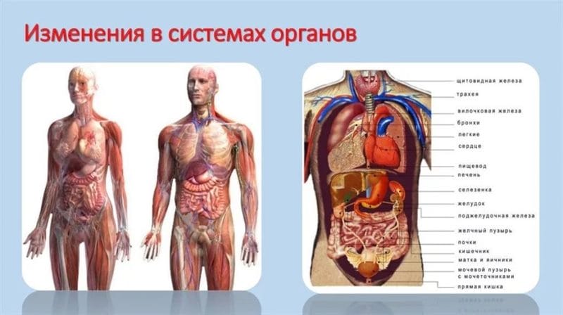 Анатомия человека в 40 картинках: внутренние органы #20