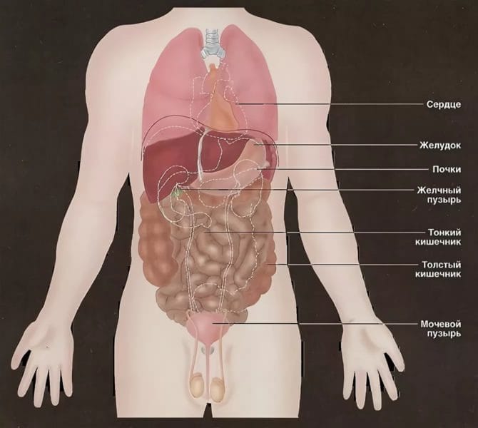 Анатомия человека в 40 картинках: внутренние органы #8