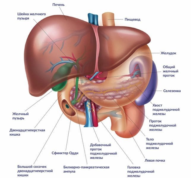 Анатомия человека в 40 картинках: внутренние органы #6
