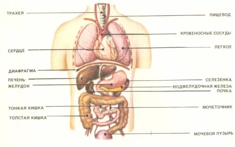 Анатомия человека в 40 картинках: внутренние органы #7