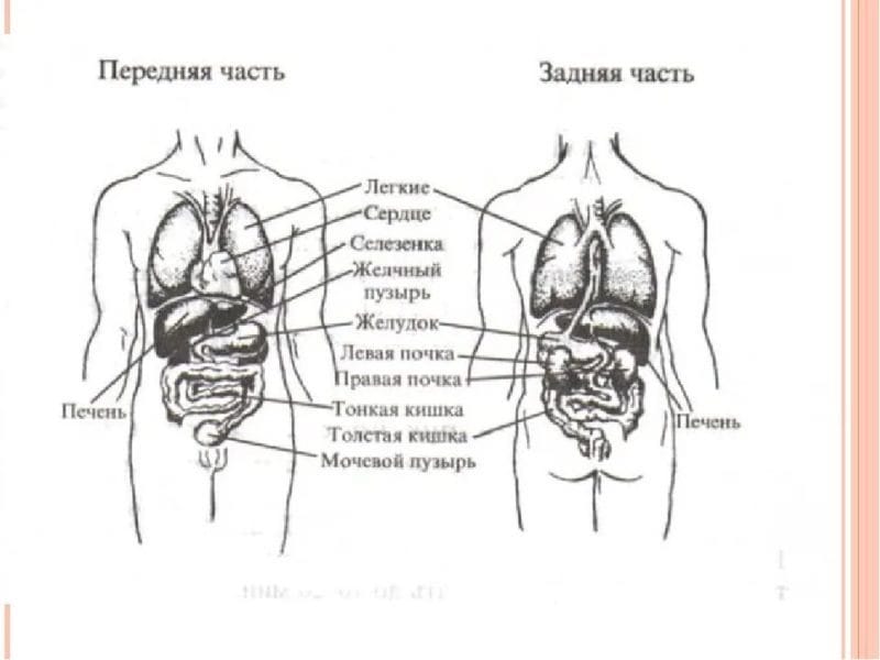 Анатомия человека в 40 картинках: внутренние органы #30