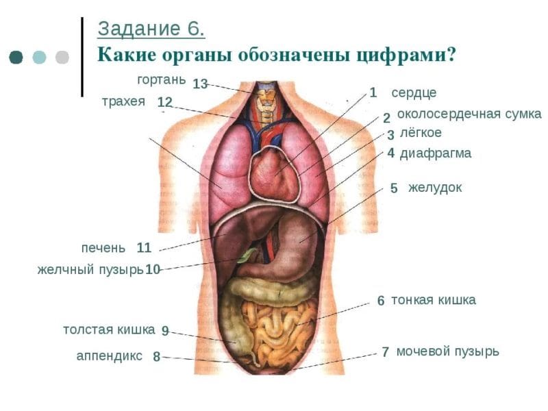 Анатомия человека в 40 картинках: внутренние органы #31