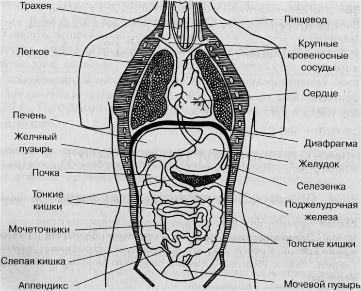 Анатомия человека в 40 картинках: внутренние органы #18