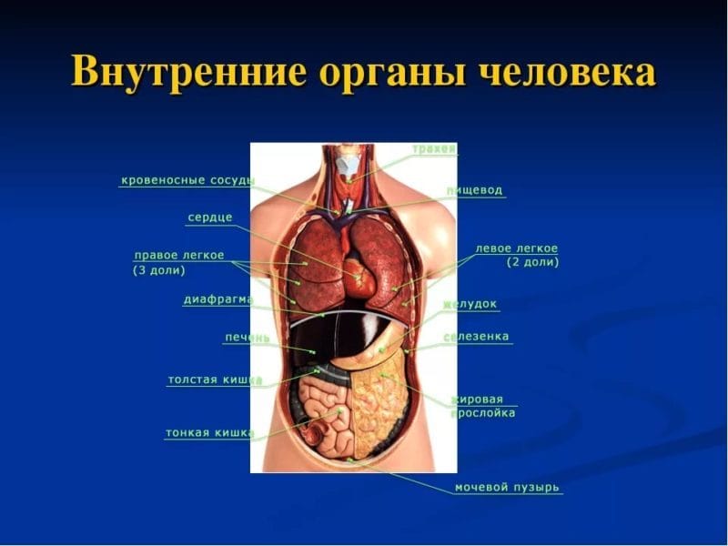 Анатомия человека в 40 картинках: внутренние органы #32
