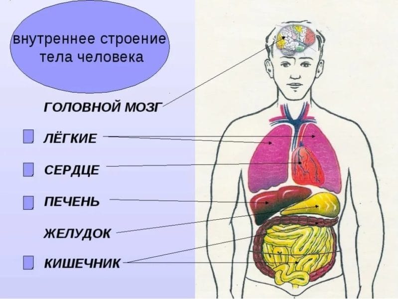 Анатомия человека в 40 картинках: внутренние органы #34
