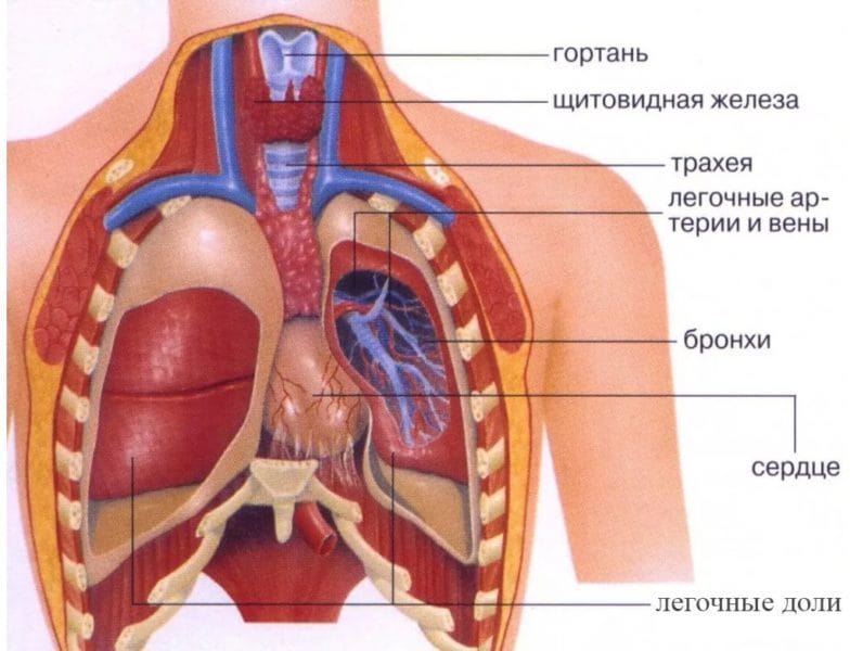 Анатомия человека в 40 картинках: внутренние органы #22