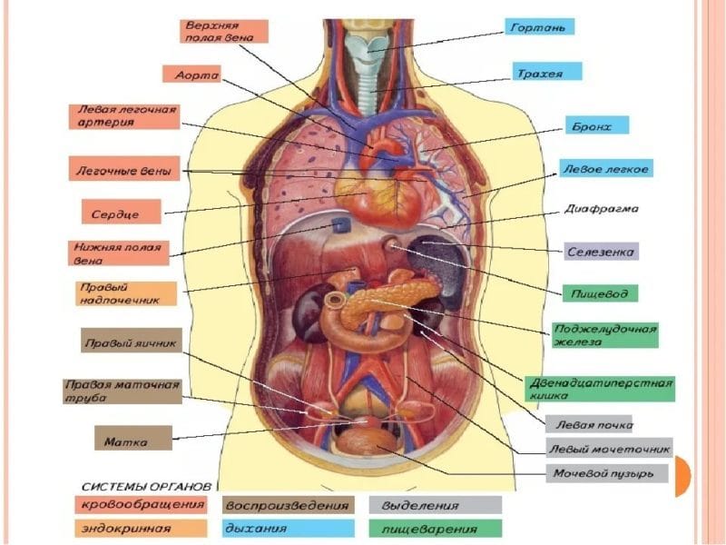 Анатомия человека в 40 картинках: внутренние органы #24